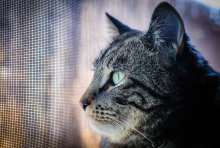 Deep Kitty Thoughts