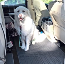 Dog in the F-150