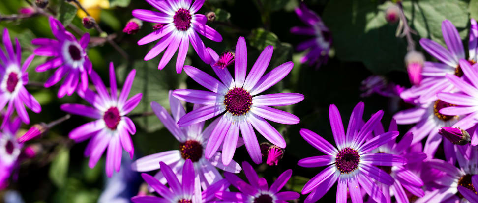 Sample flower