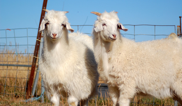 Australian_Cashmere_Goats.jpg