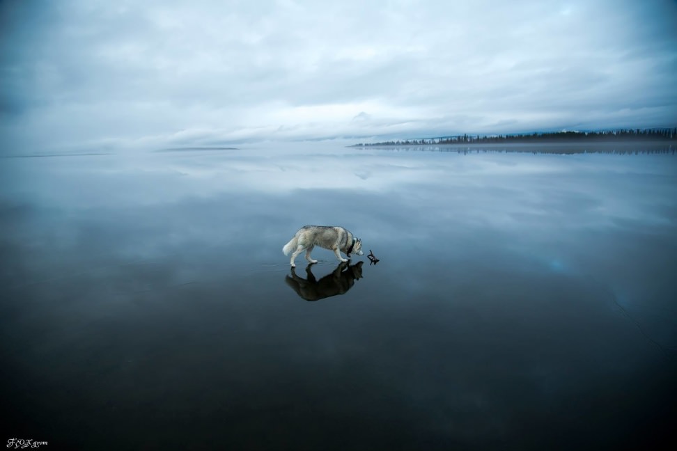 Huskies-Walking-On-Water-7.jpg