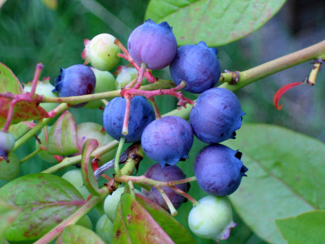 blue berries.jpg