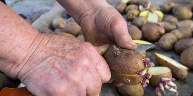 Sprouted Potato