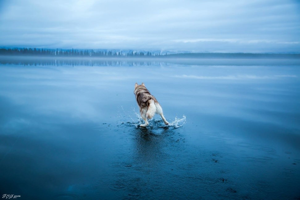 Huskies-Walking-On-Water-10.jpg