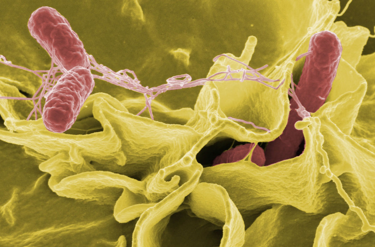 Αποτέλεσμα εικόνας για kitchen sponge microbes