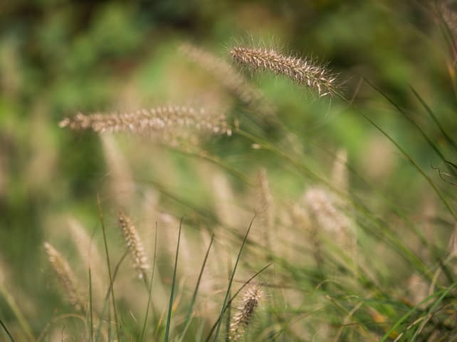 Olympus 40–150mm Pro – Sample #14
