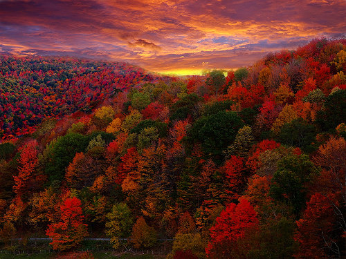 foliage-forestwander-flickr.jpg