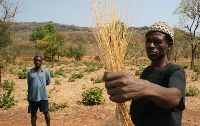 African villagers holding fonio.jpg