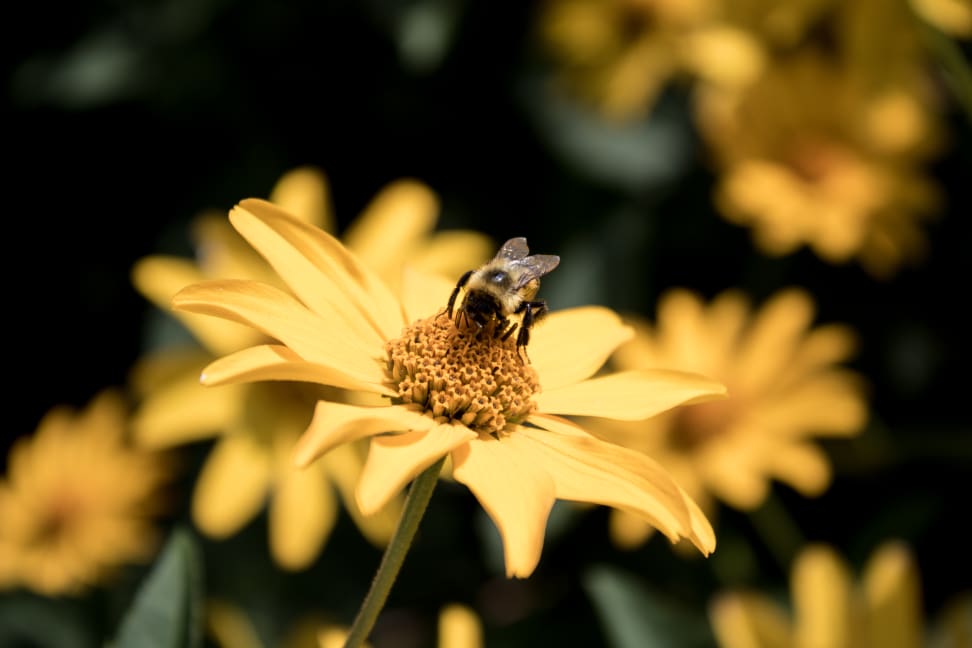 Canon Rebel T6i Sample 8