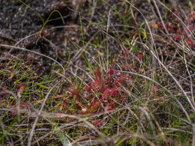 Sigma-Art-60mm-f2.8-DN-sample-sundew-full.JPG