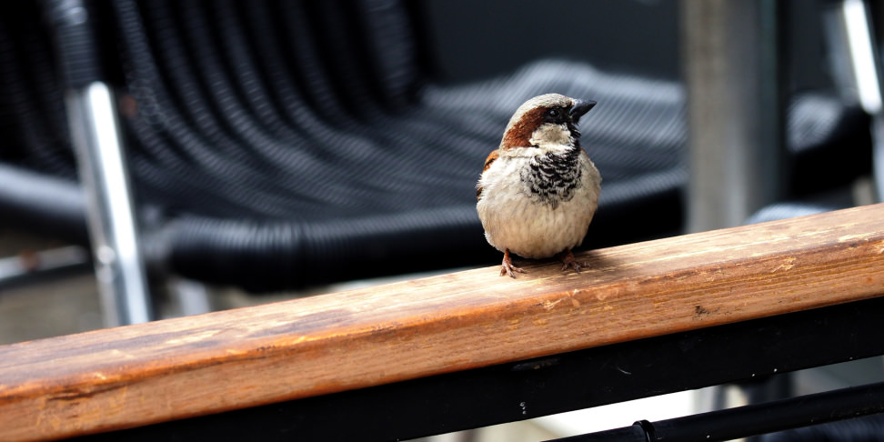 Bird Sample