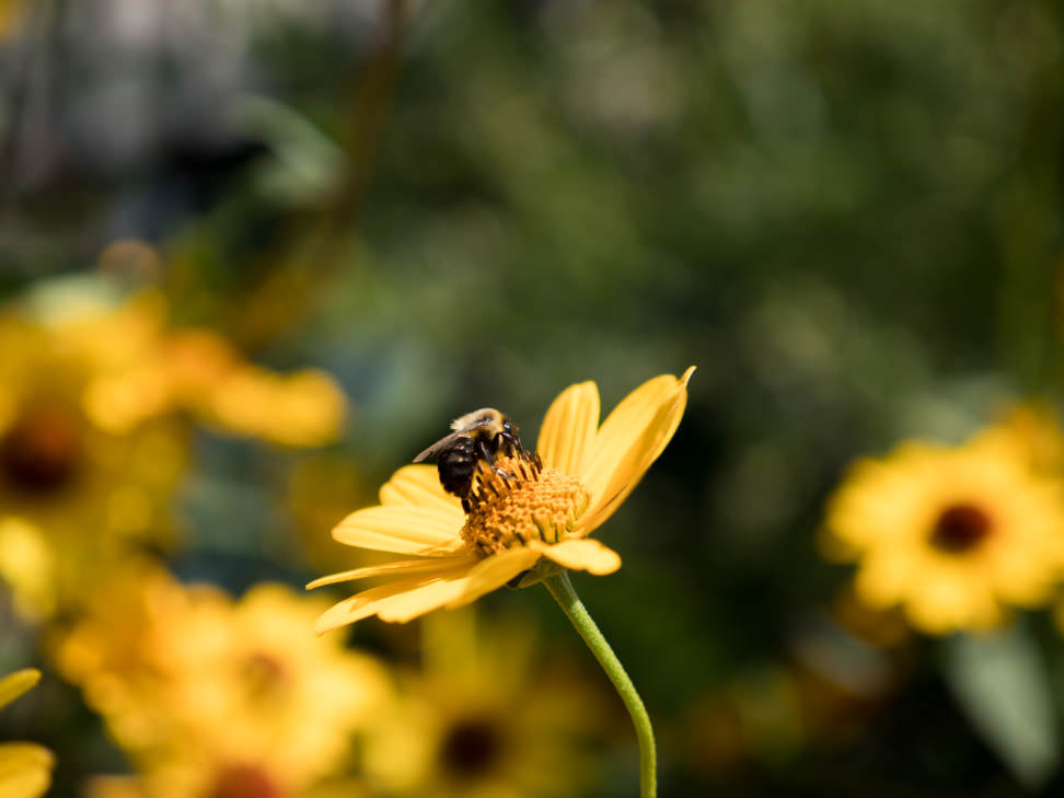 Panasonic Lumix GX8 Sample 10