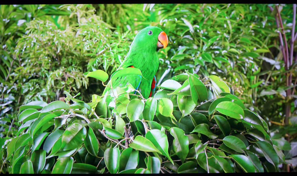 Samsung-KU7000-HDR-green