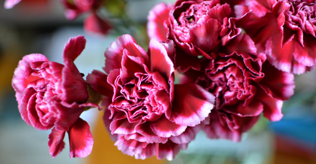 Carnations