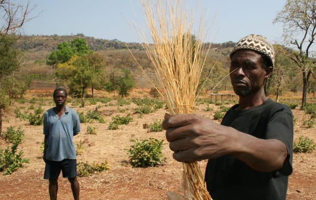 African villagers holding fonio.jpg