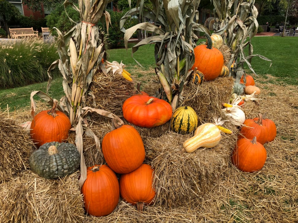 iPhone 8 Plus Sample Photo